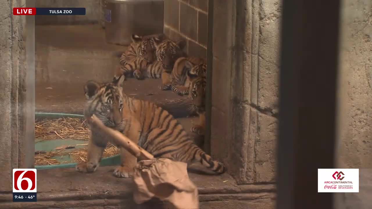 Wild Wednesday: Malayan Tiger Cubs Update