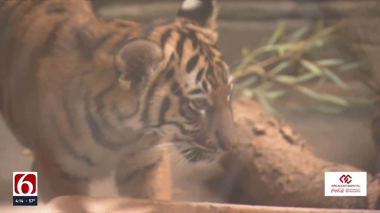 Porch: Five Rare Malayan Tiger Cubs Thriving at Tulsa Zoo