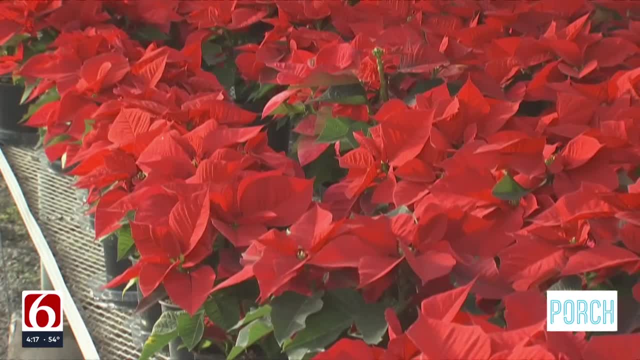 A New Leaf Spreading Joy For The Holidays With Poinsettia Deliveries