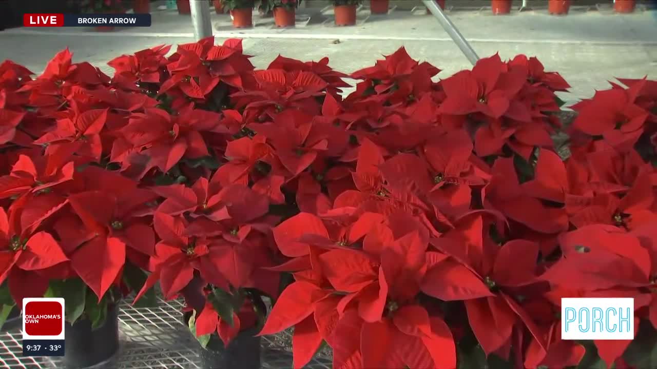 The Porch: A New Leaf Offers Festive Poinsettias For The Holidays