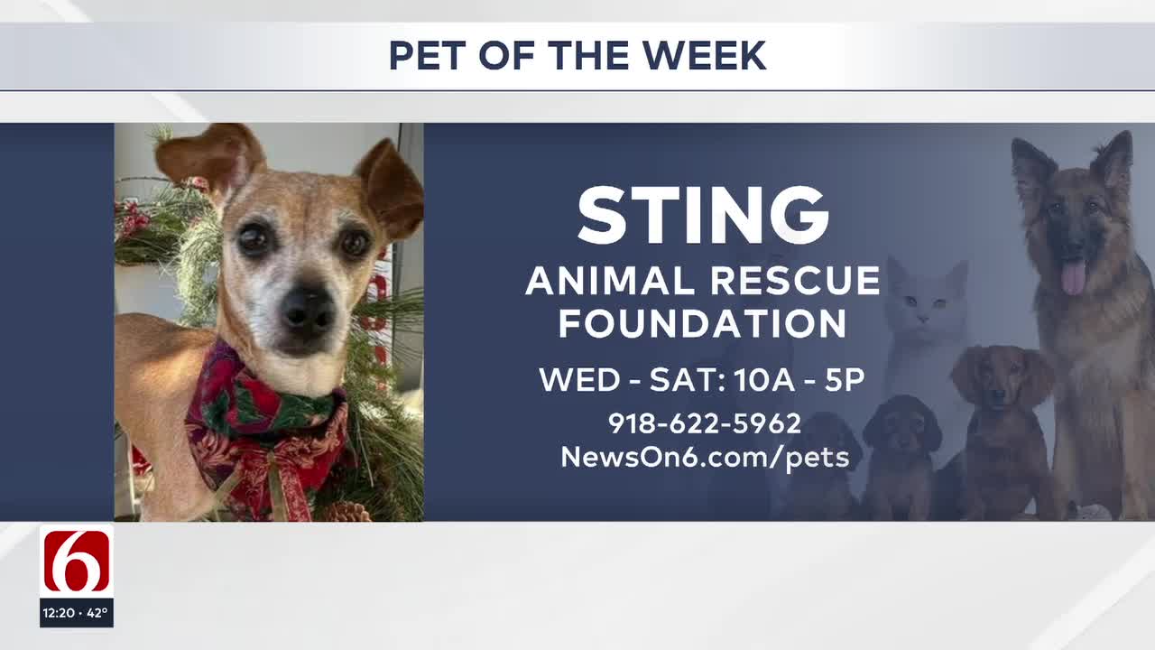 Pet Of The Week: Sting