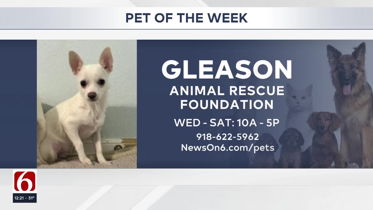 Pet of the Week: Gleason The Chihuahua