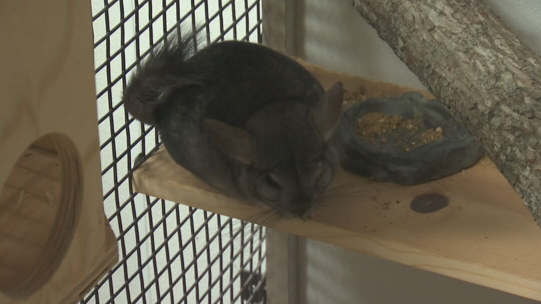 Tulsa Zoo Unveils Upgraded Chinchilla Exhibit