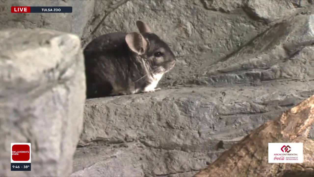 Wild Wednesday: Tulsa Zoo Unveils Upgraded Chinchilla Exhibit