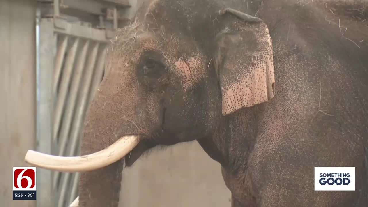 How Tulsa Zoo Is Helping Hank The Elephant Achieve A Healthier Weight