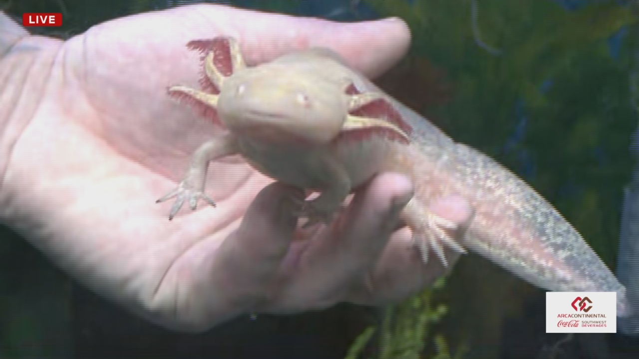 The Porch: What are Axolotls? Salamanders rising as popular exotic pets