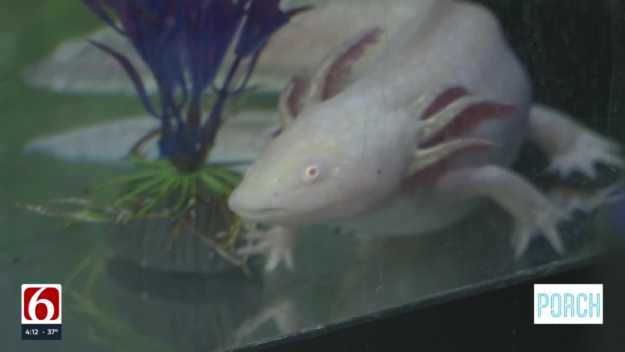 What are Axolotls? Salamanders rising as popular exotic pets