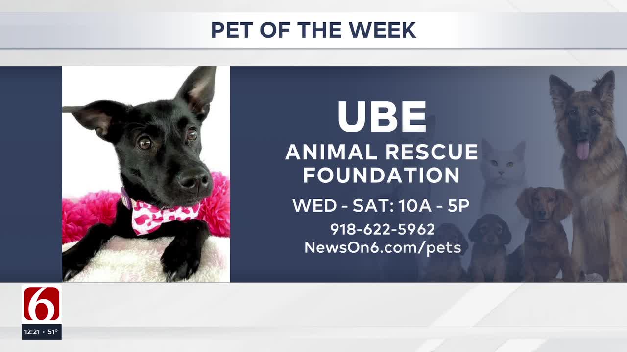 Pet of the Week: Ube The Terrier