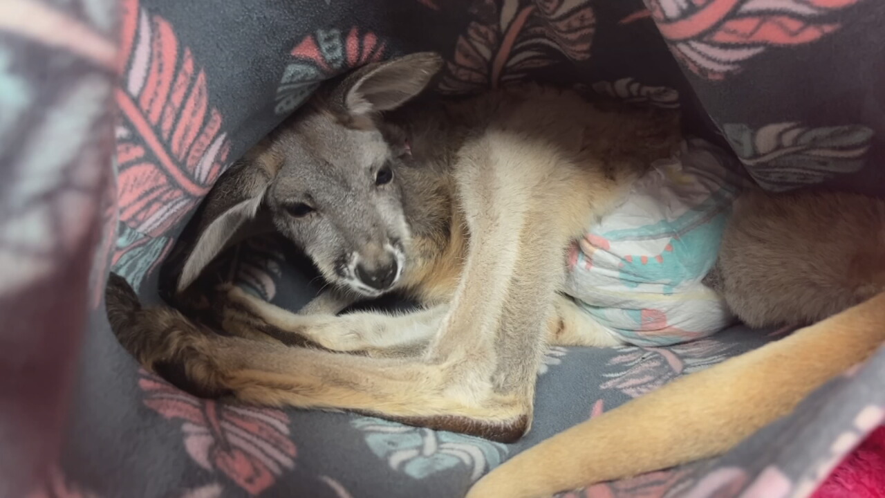 Kangaroos hop across Green Country spreading love this Valentine's Day