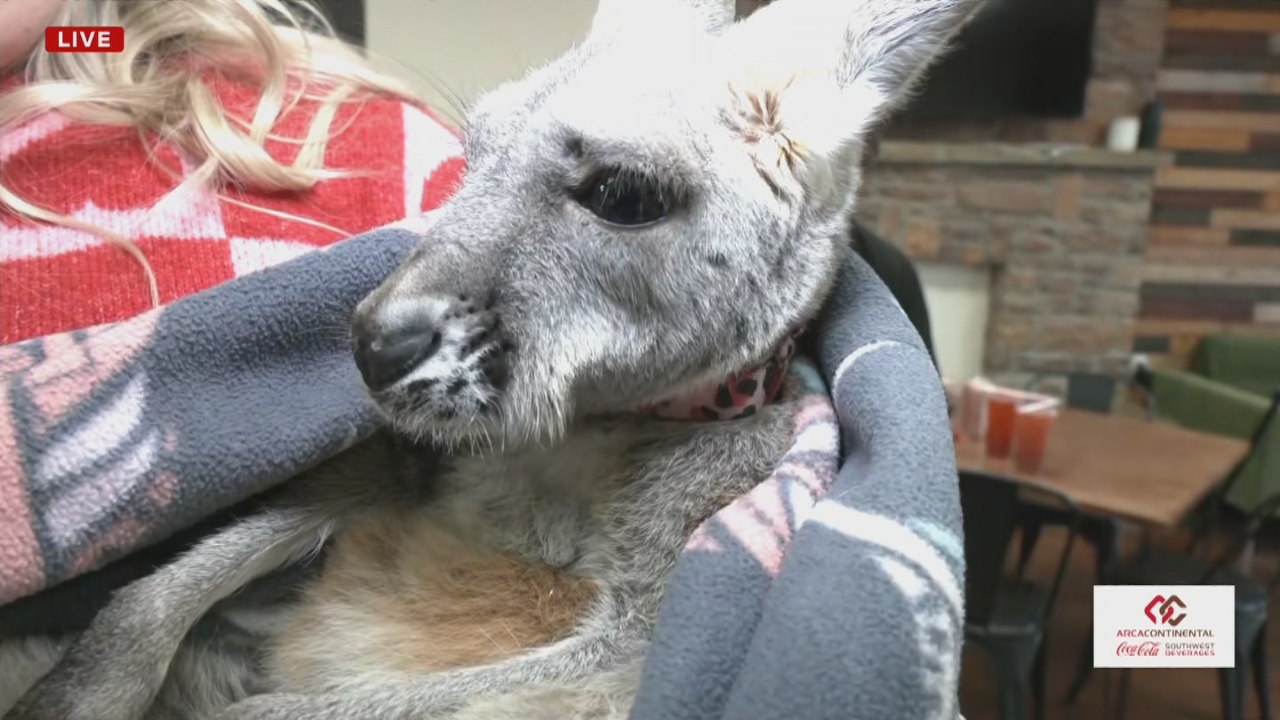 Kangaroos hop across Green Country spreading love this Valentine's Day