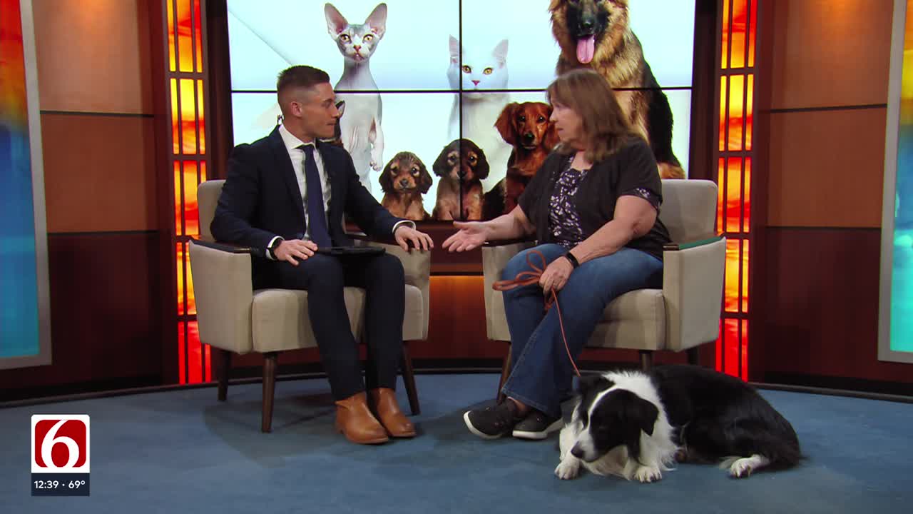 How to keep your pets safe during severe weather