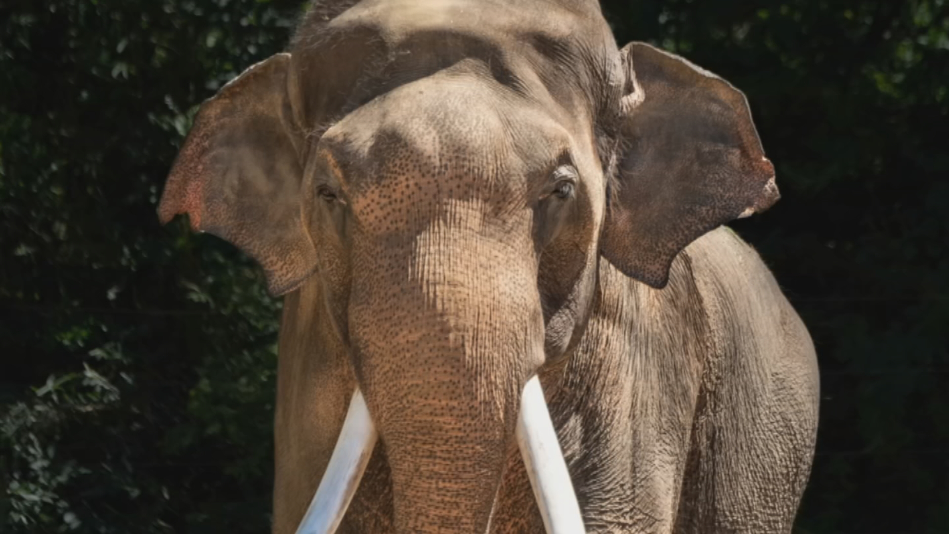 Tulsa Zoo to welcome 2 Asian elephants from Los Angeles Zoo