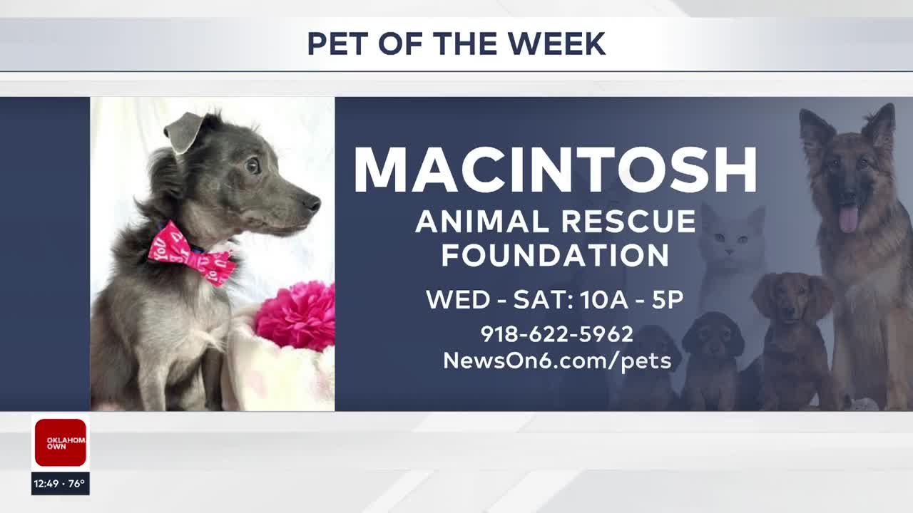 Pet of the Week: Macintosh