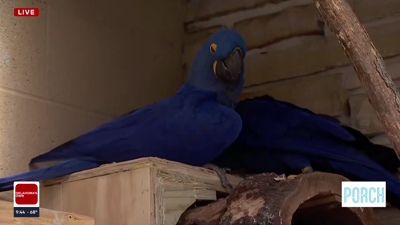 Get to know the Tulsa Zoo's Hyacinth Macaws