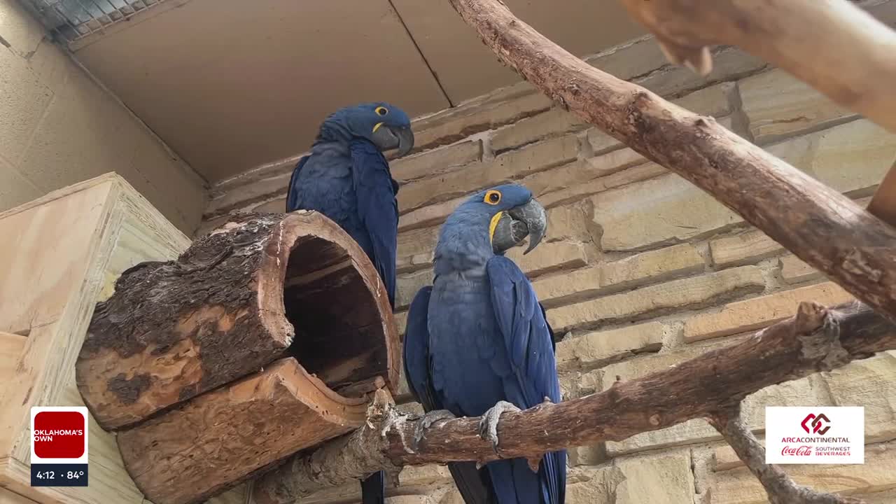 Tulsa Zoo's Hyacinth Macaws: Efforts to Protect the World's Largest Parrot