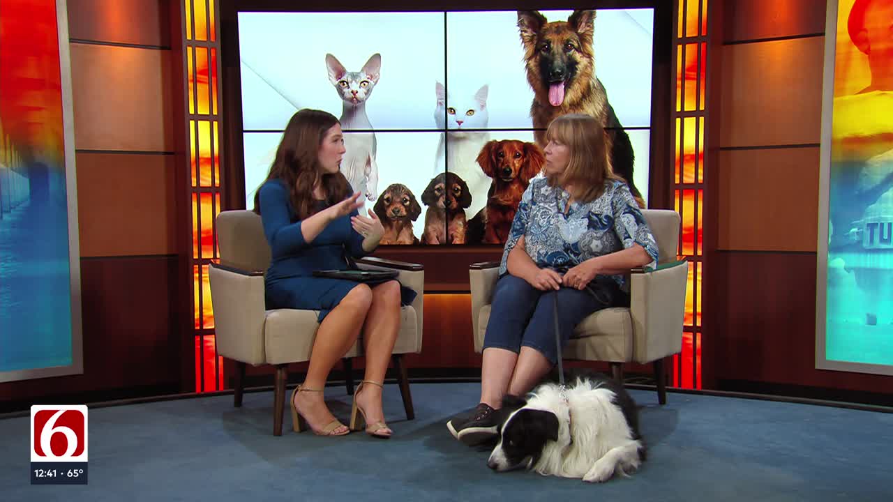 How to ease your dog’s travel anxiety this summer