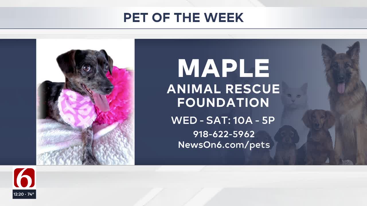 Pet of the Week: Maple the Chiweenie