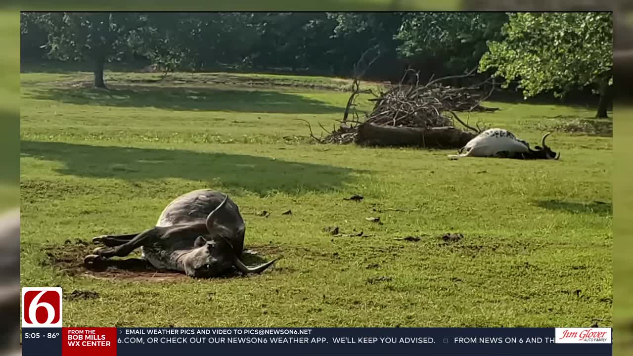 Wagoner County family angry after longhorns shot, killed: 'All I can do is shake my head'