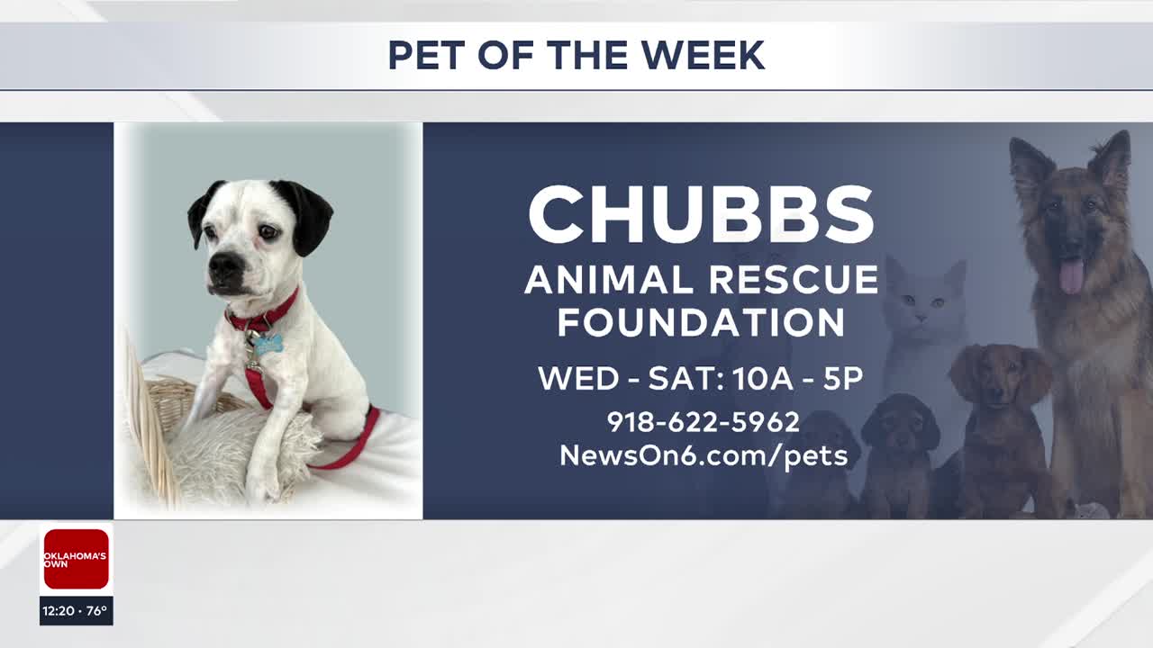 Pet of the Week: Chubbs the Boston Terrier-mix