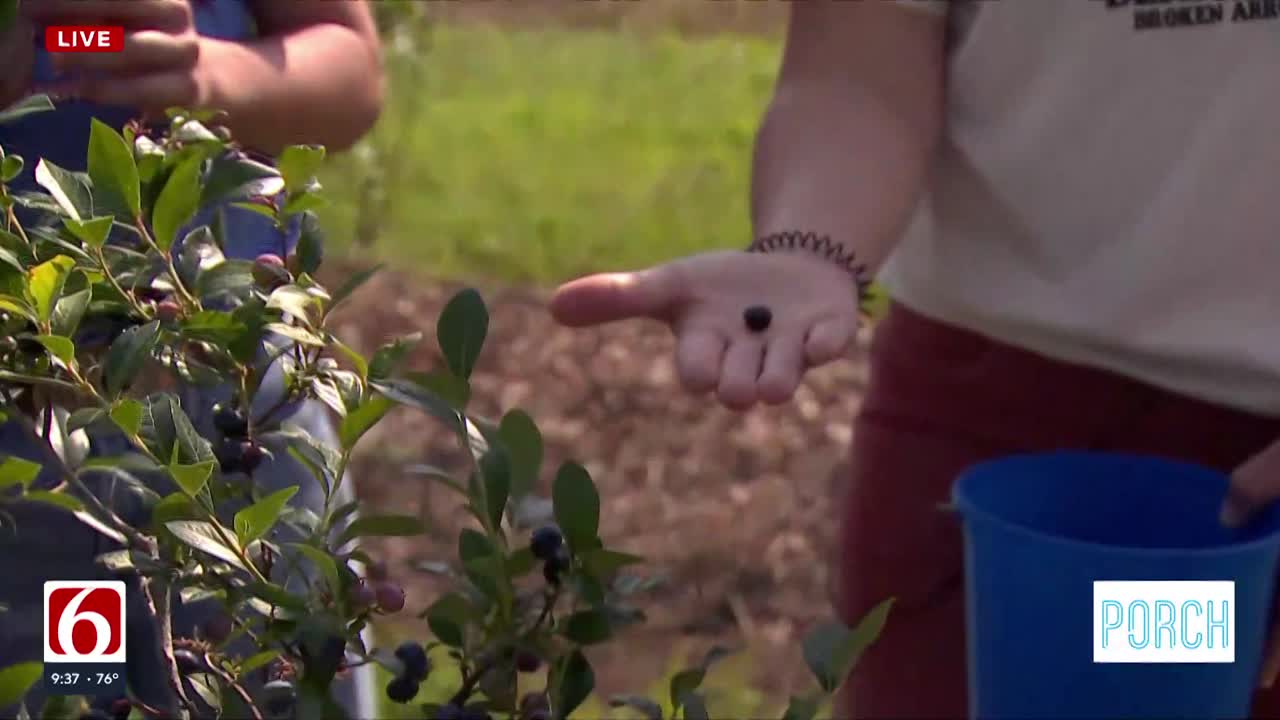 Experience the Joy of Berry Picking at Thunderbird Berry Farm