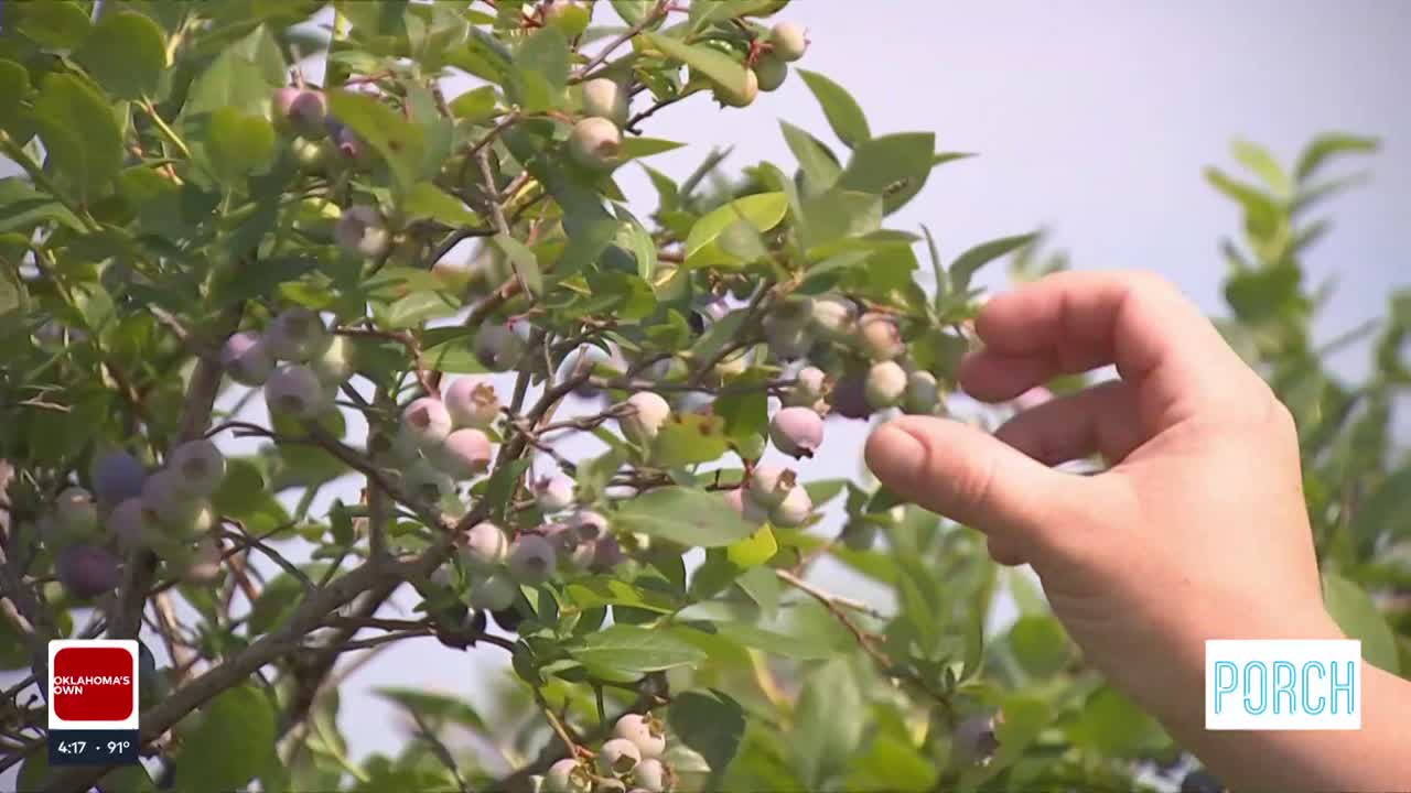 Thunderbird Berry Farm in Broken Arrow: How the you-pick experience works