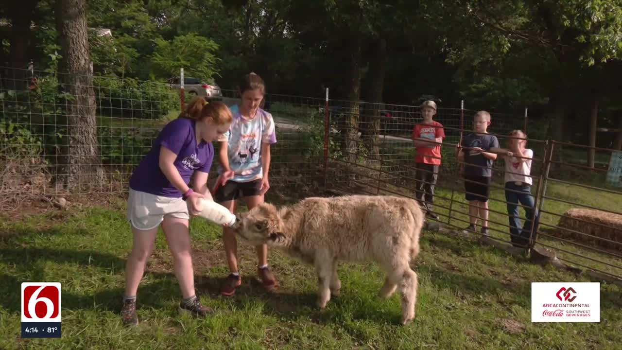 Summer camps in Kellyville teach kids about life on the farm