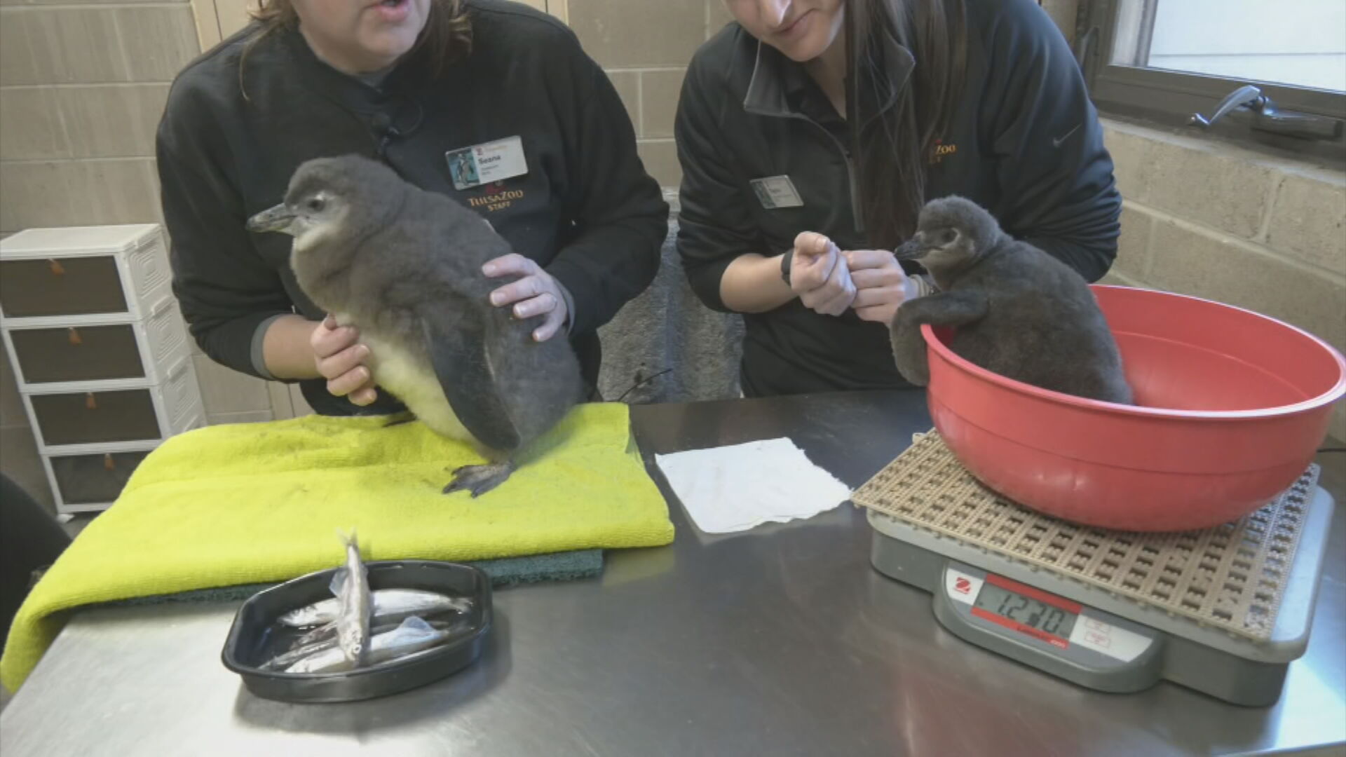 Tulsa Zoo names 2 African penguin chicks