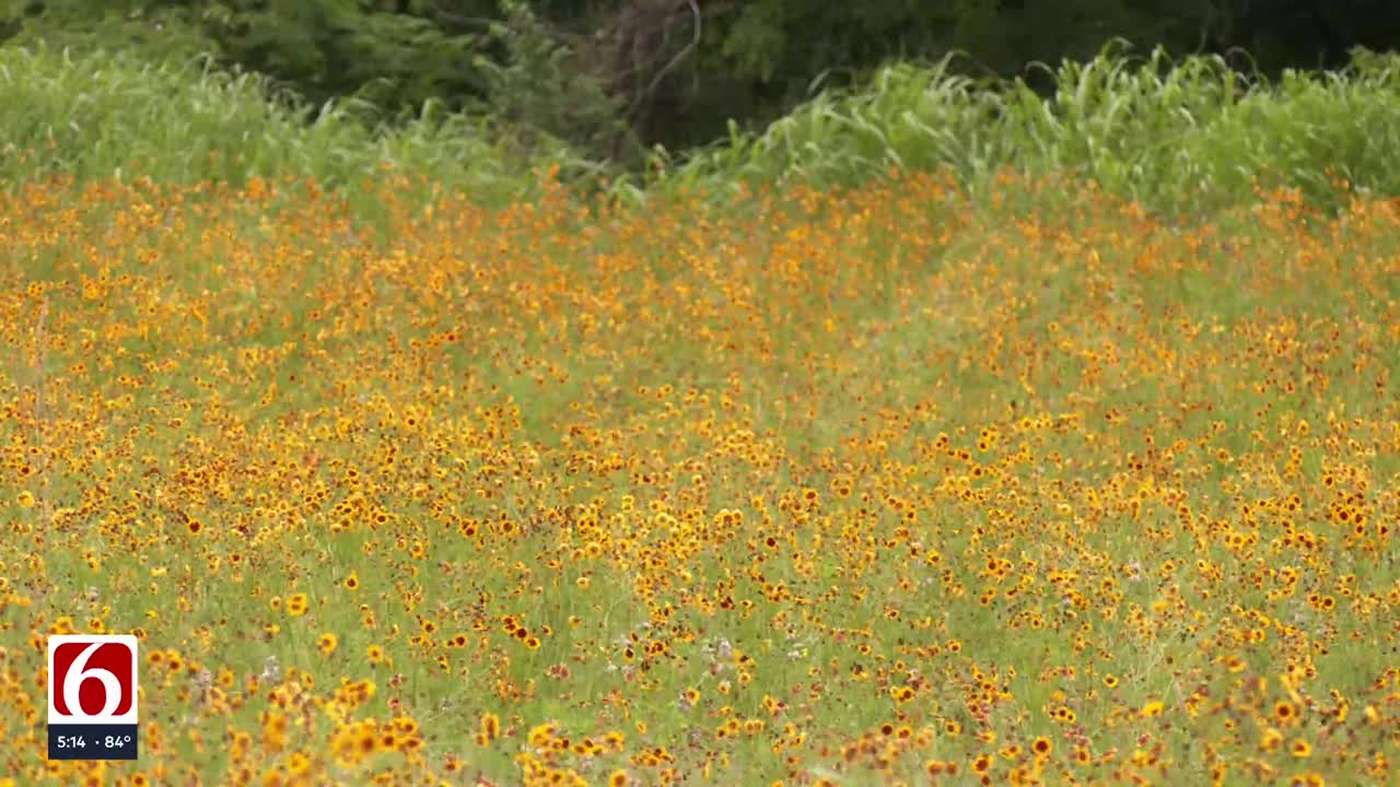 Plants with a purpose: How Tulsa is using wildflowers to save money