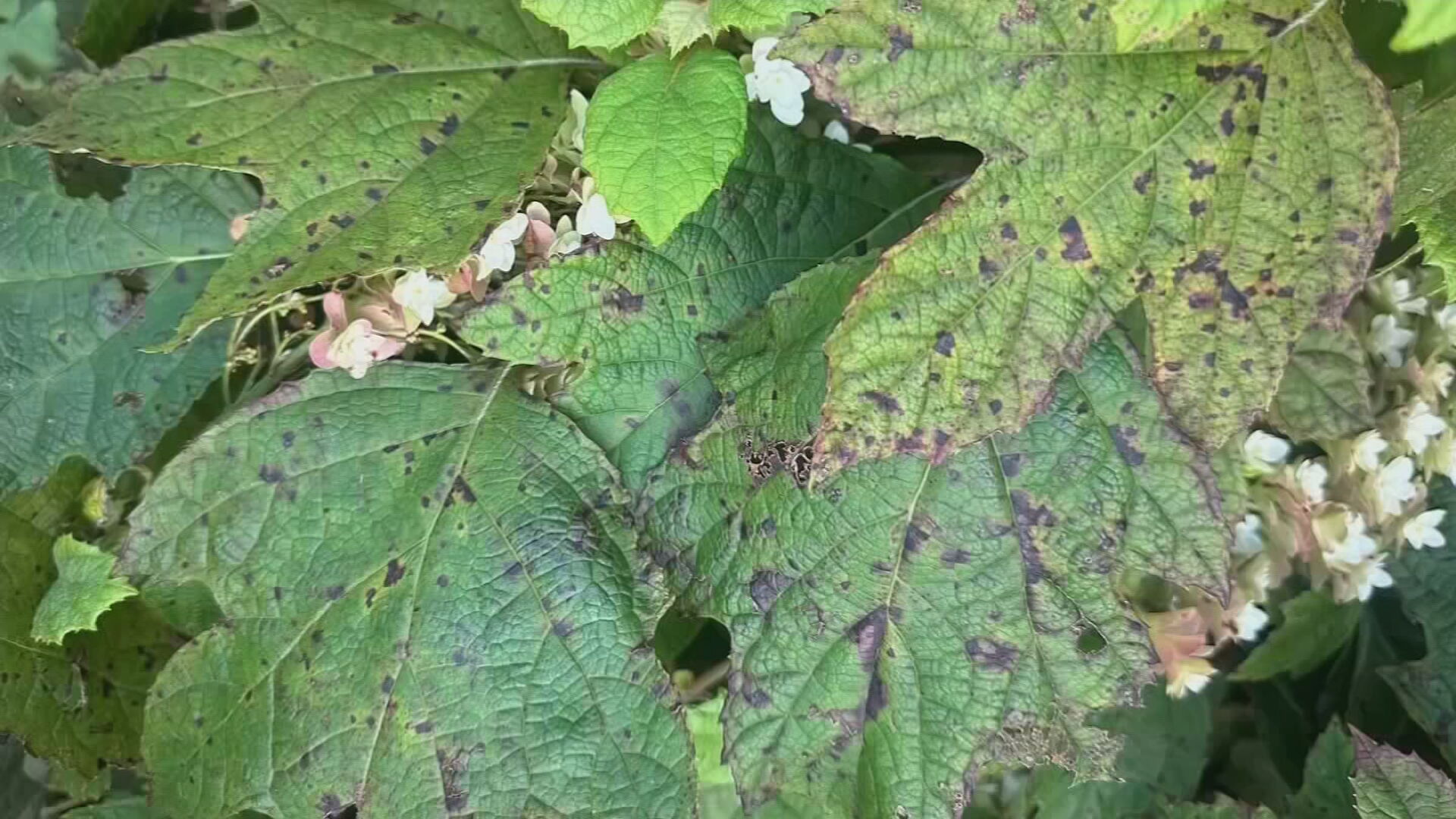 Fungal plant diseases rise in Oklahoma gardens after wet spring