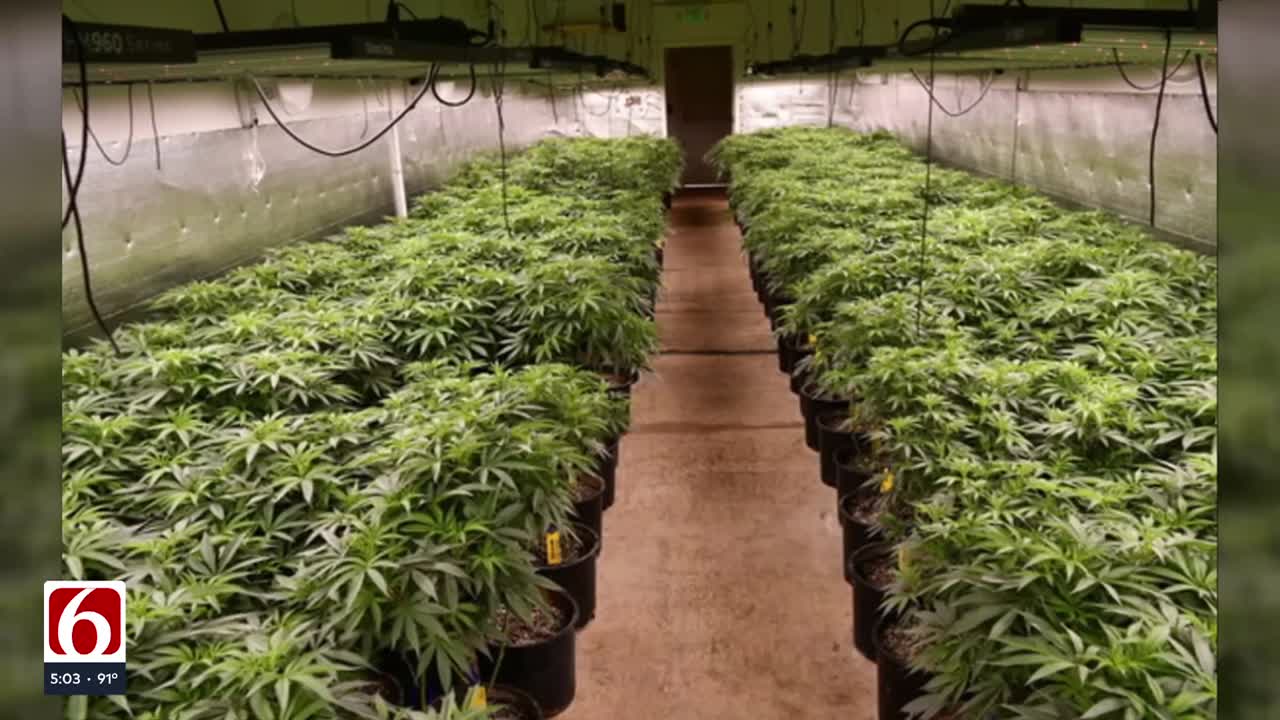 Illegal marijuana grow bust in Oklahoma nets 40,000 plants; 15 detained by ICE Illegal marijuana grow bust in Oklahoma nets 40,000 plants; 15 detained by ICE