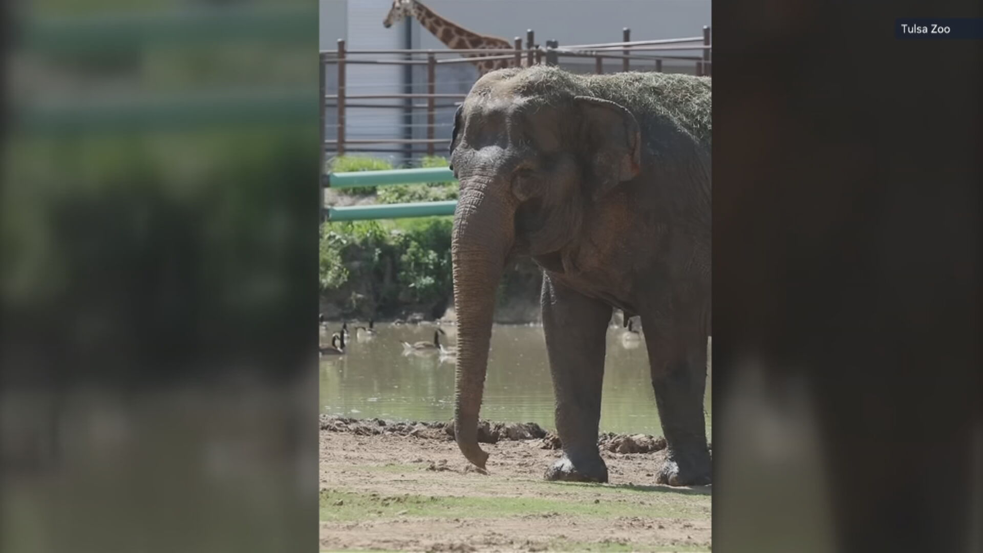 Tulsa Zoo shares how it cares for elderly elephants