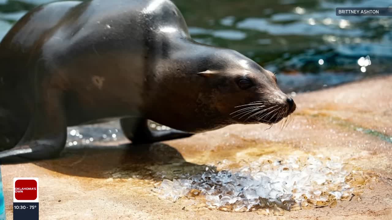 Operation Ice Spy at Tulsa Zoo: A fun adventure for animals and families
