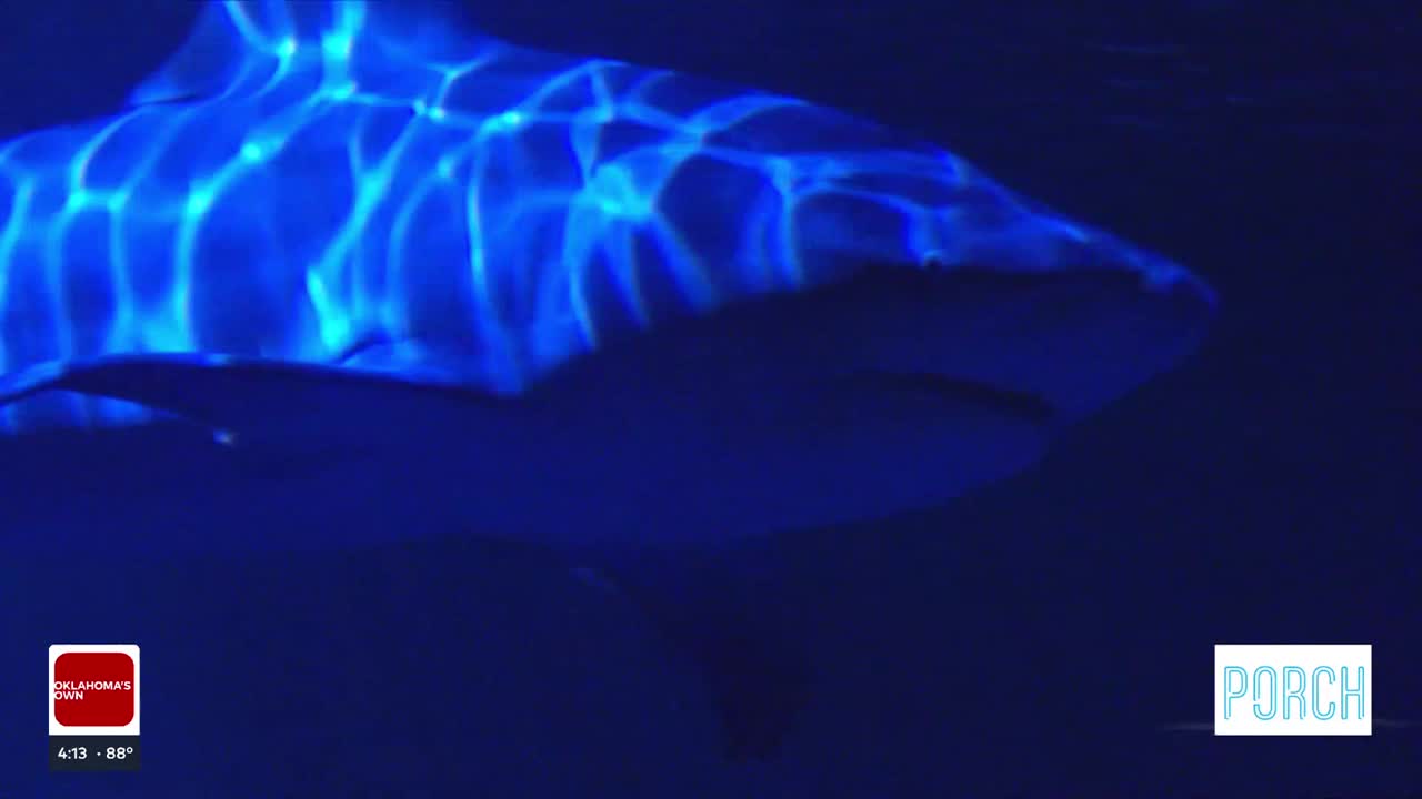 Sharklahoma: What's happening this month at the Oklahoma Aquarium to celebrate sharks