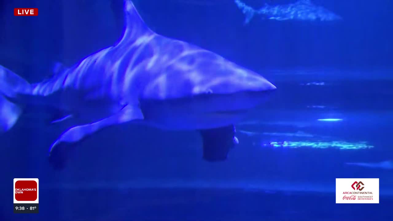 What's happening this month at the Oklahoma Aquarium to celebrate sharks