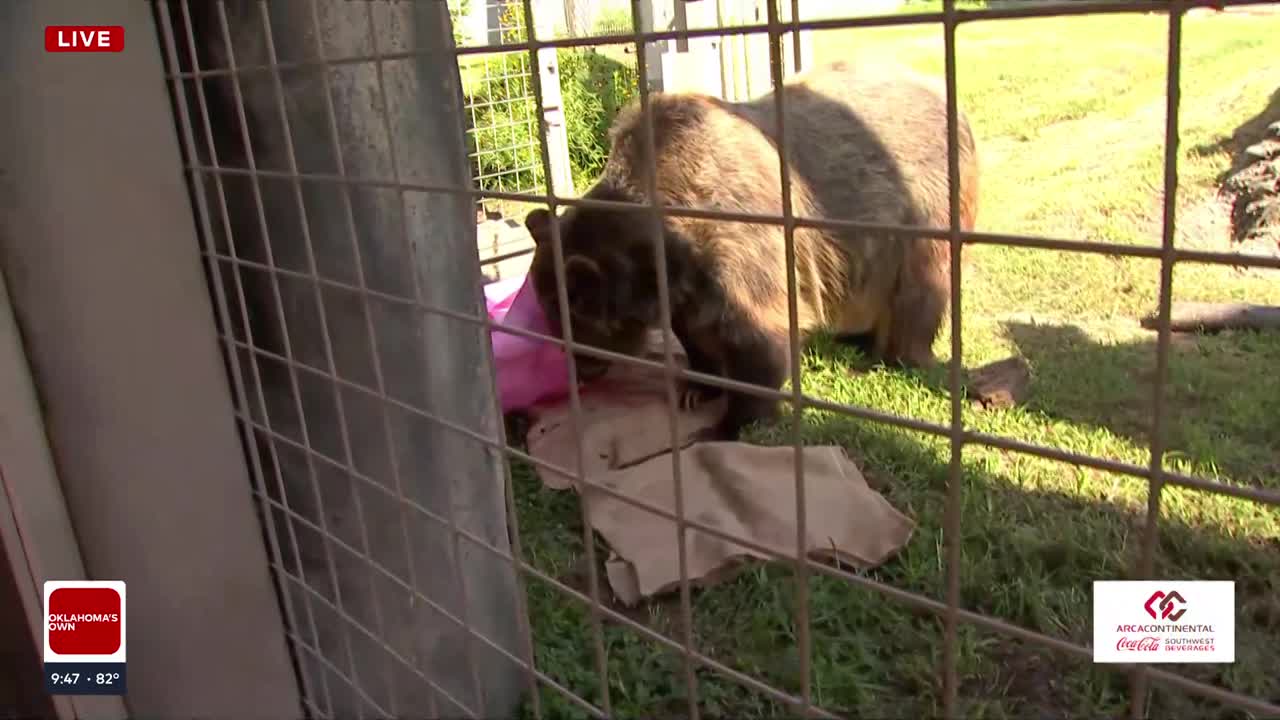 Wild Wednesday: How to stay bear aware