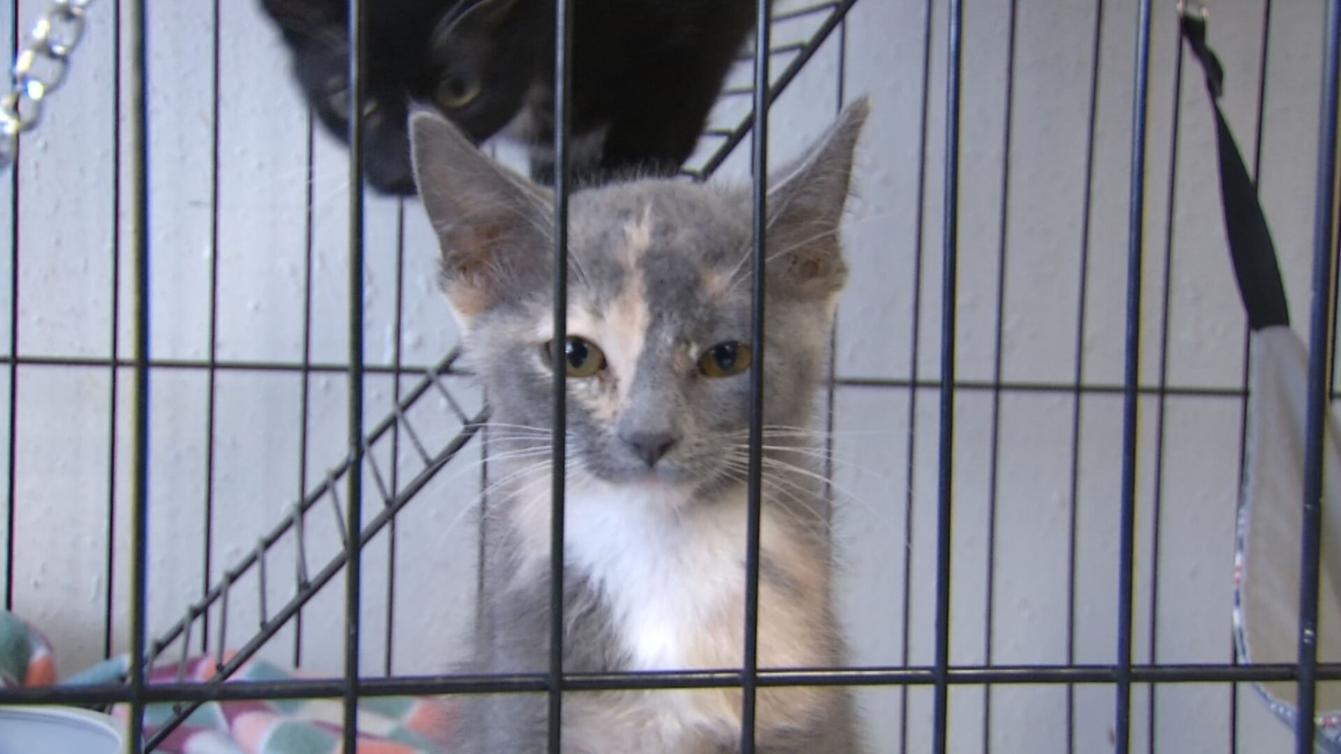 Skiatook Paws & Claws update