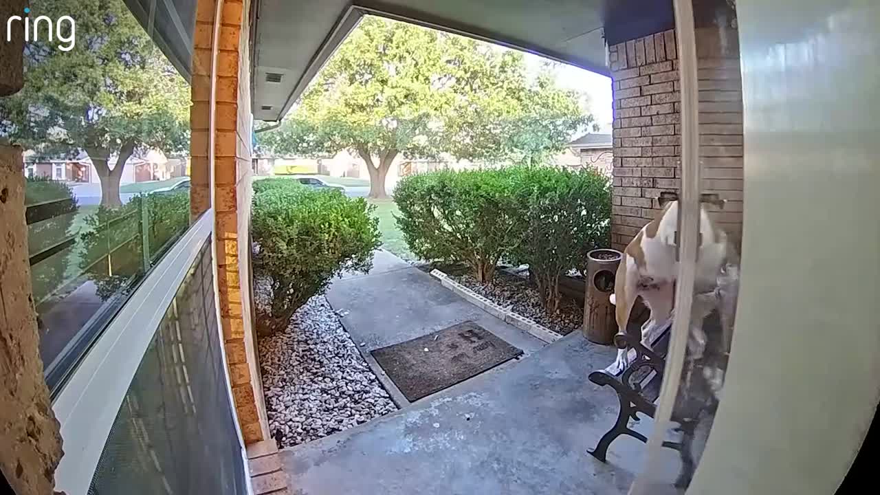Oklahoma dog goes viral for opening door with no training