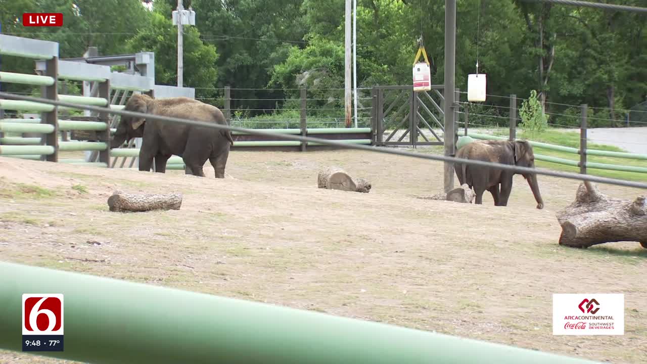 Meet Billy and Tina: The Newest Elephants at Tulsa Zoo