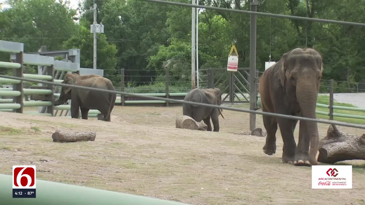 Tulsa Zoo Q&A: Get to know elephants Billy and Tina