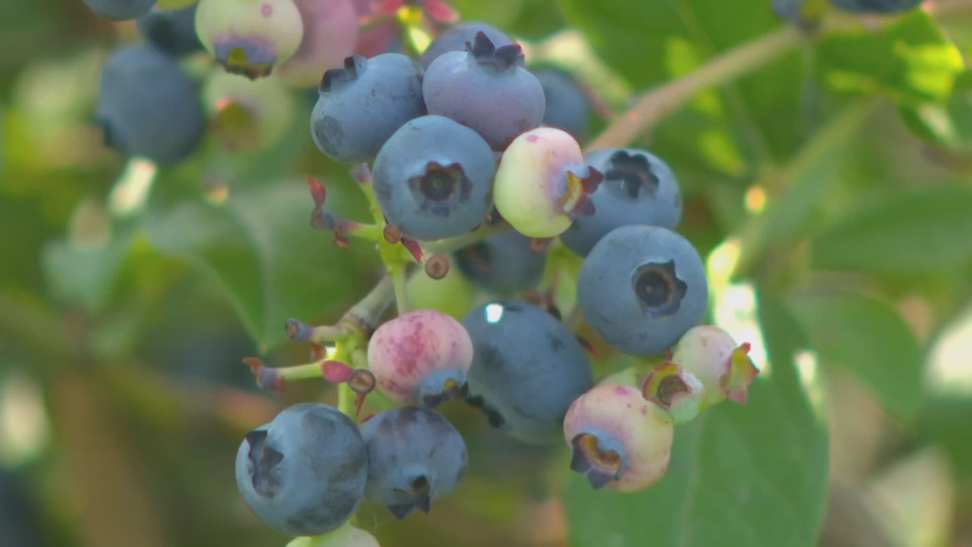 Blueberries studied as natural arthritis treatment by Oklahoma researchers