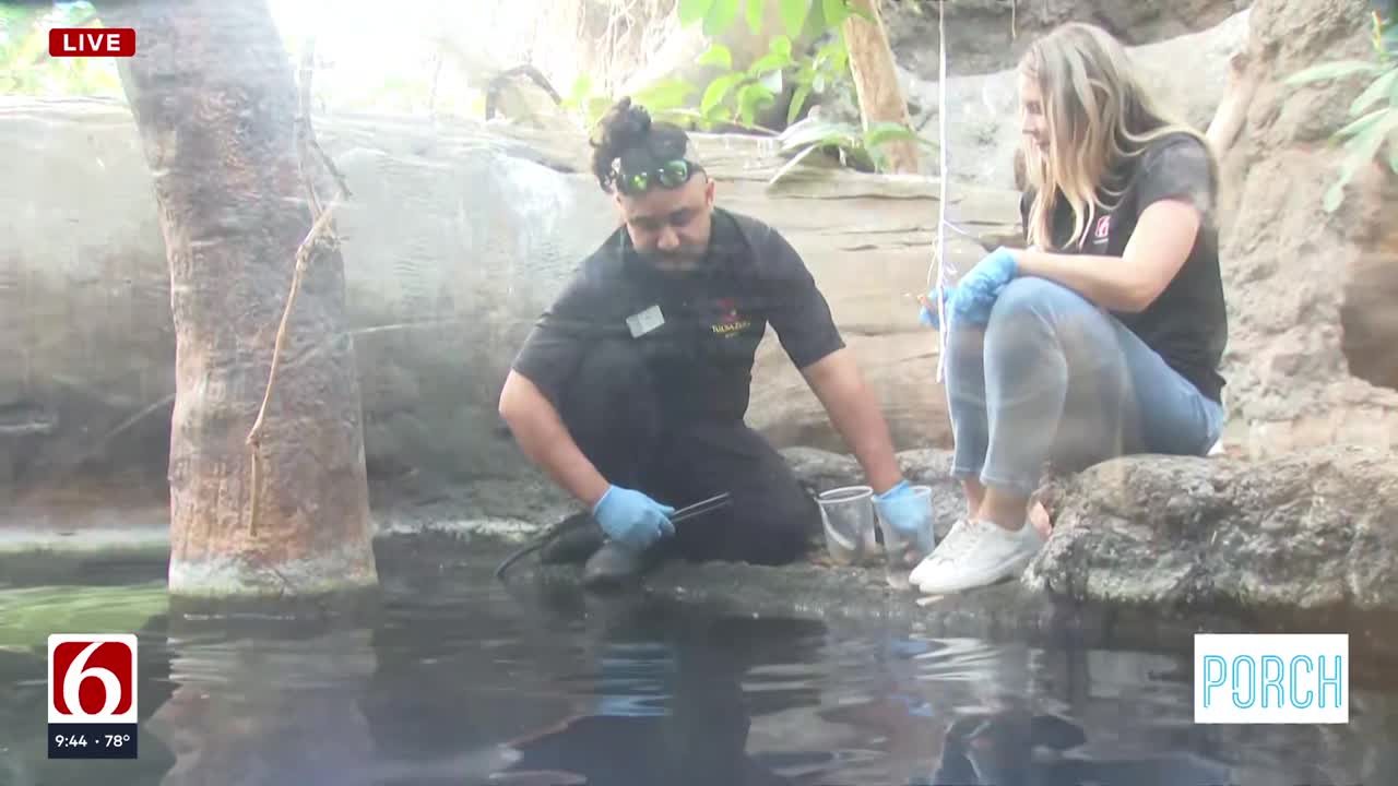 Pacu, Catfish, and More: Discover the Aquatic Animals at Tulsa Zoo