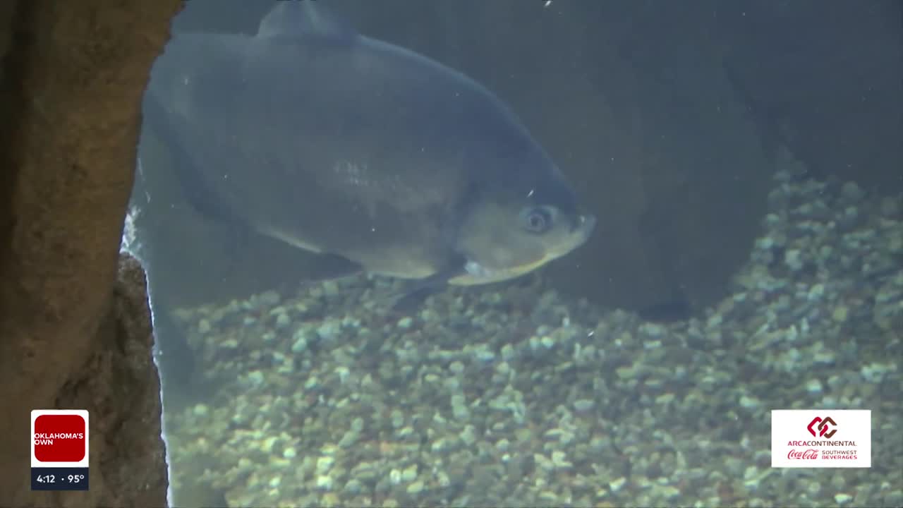 Wild Wednesday: Get to know some of the aquatics animals at the Tulsa Zoo