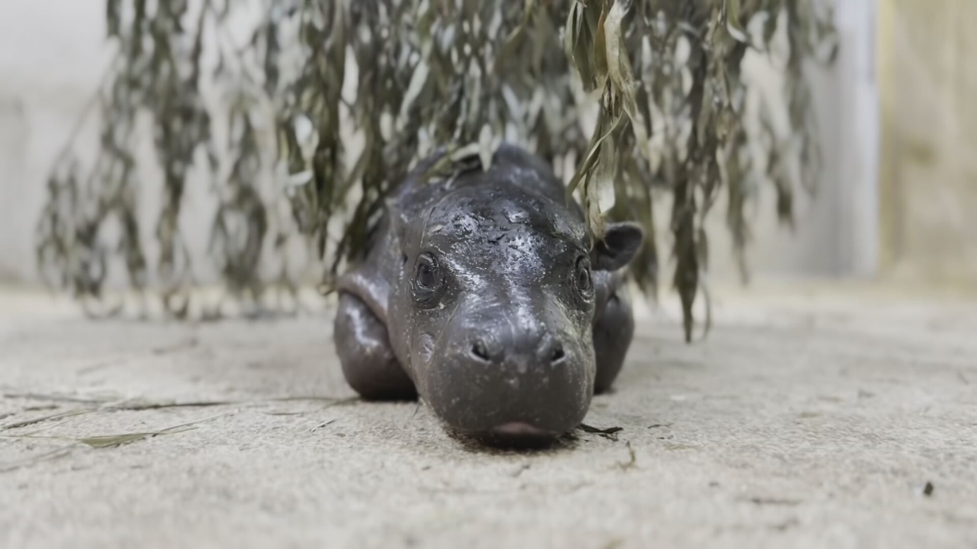 Tahlequah native helps care for viral baby hippo Mars at Kansas ...