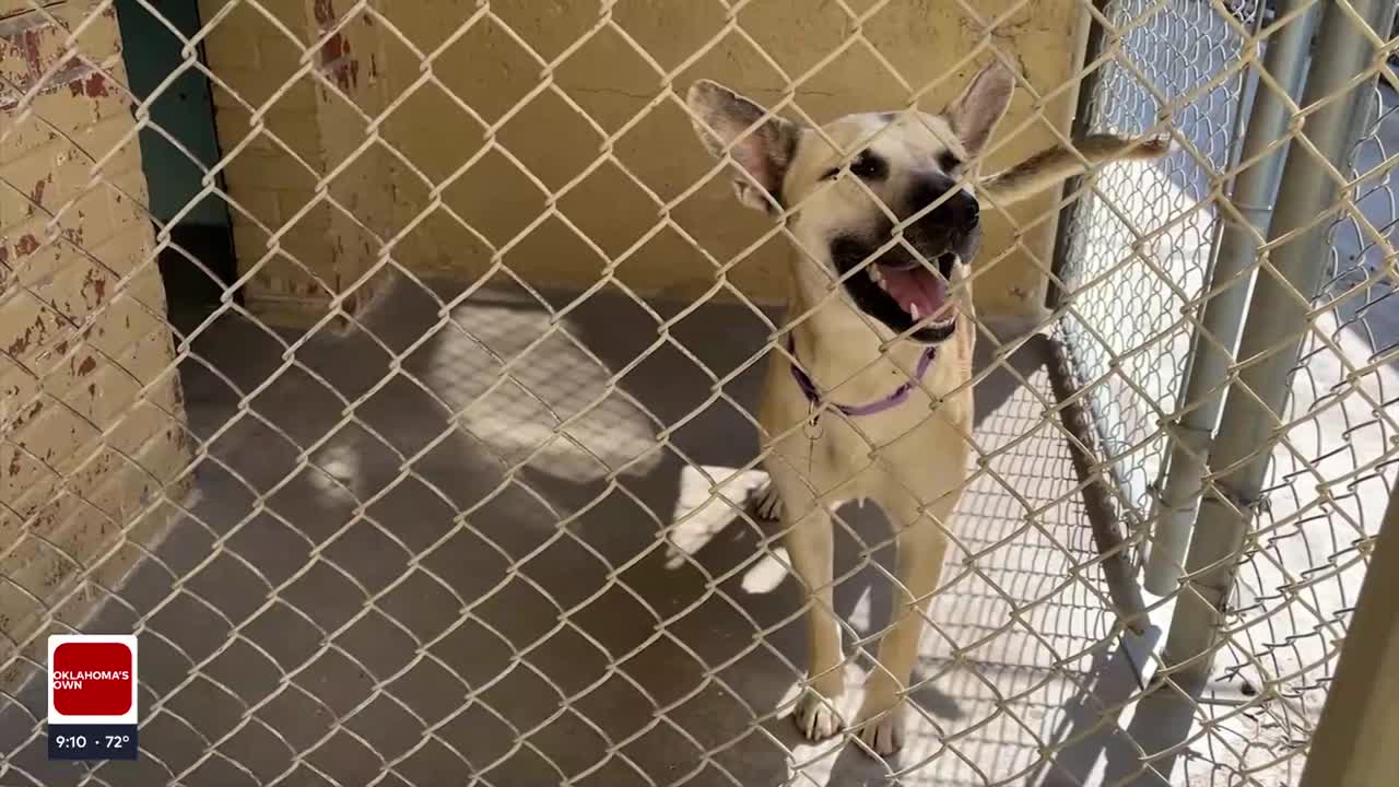Tulsa SPCA to Waive Adoption Fees This Weekend to Help Pets Find Forever Homes